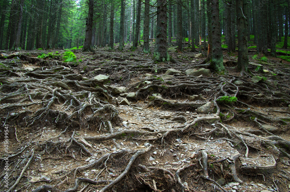 Trees in forest