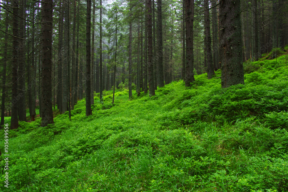 Trees in forest