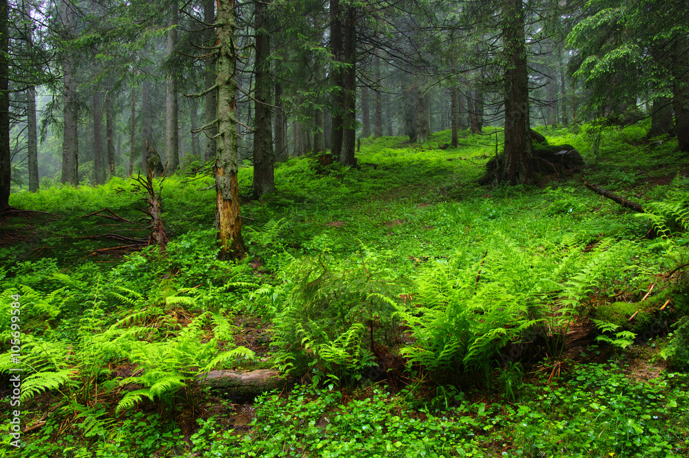 Trees in forest