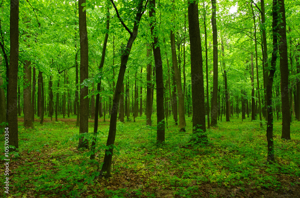 beautiful green forest