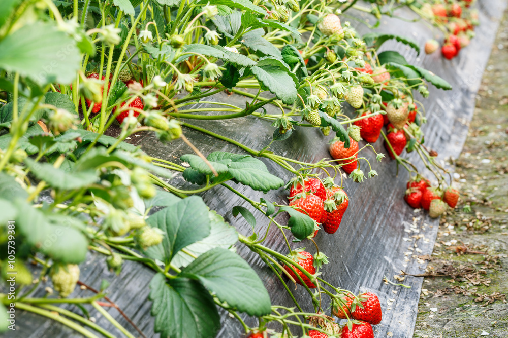 成熟的草莓果实长在种植园里