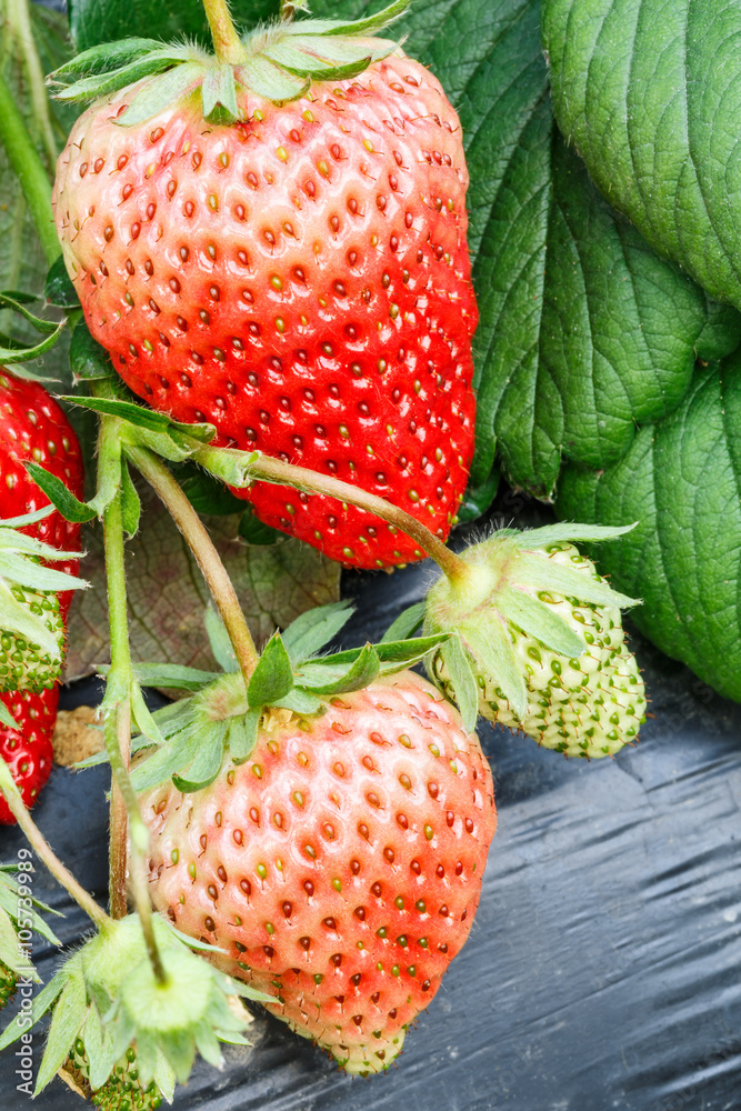 Ripe strawberry fruit grows in the plantation