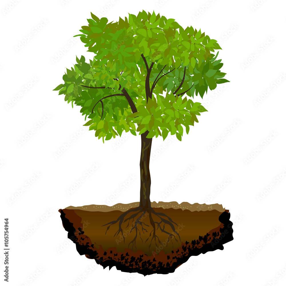 tree growing in the soil