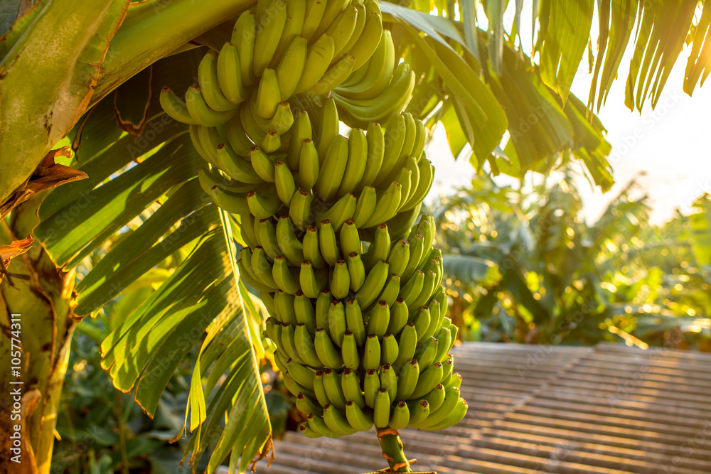 Green banana bunch on the banana plantation on Canarian island