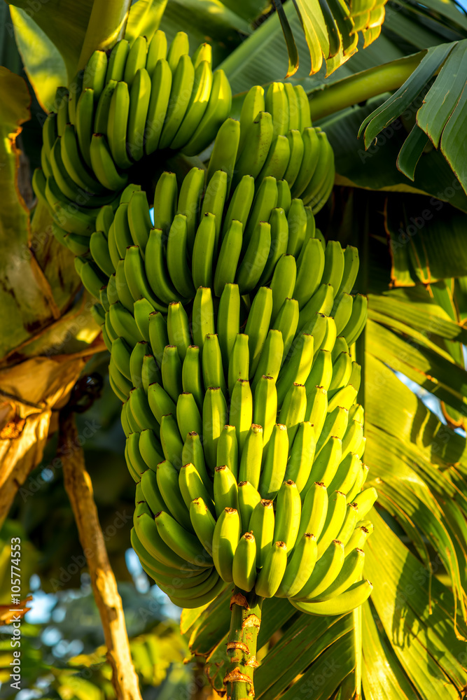 Green banana bunch on the banana plantation on Canarian island