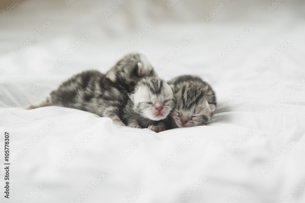 American Shorthair kittens sleeping on white bed