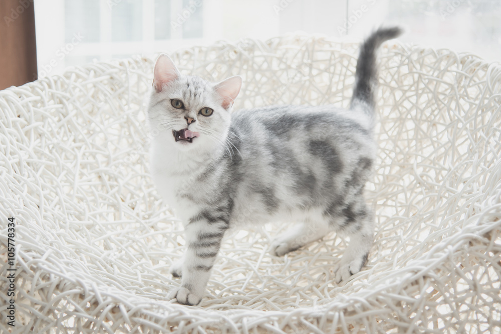 kitten lying and looking on white basket