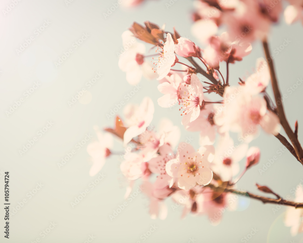 Spring tree blossom background