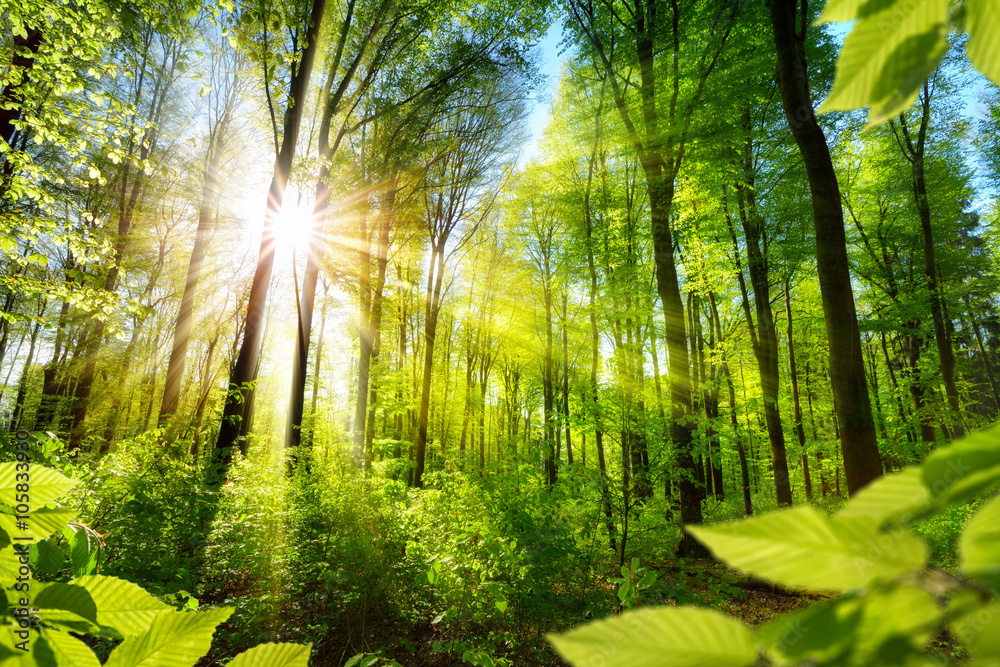 Sonnenbeschienene Laubbäume im Wald