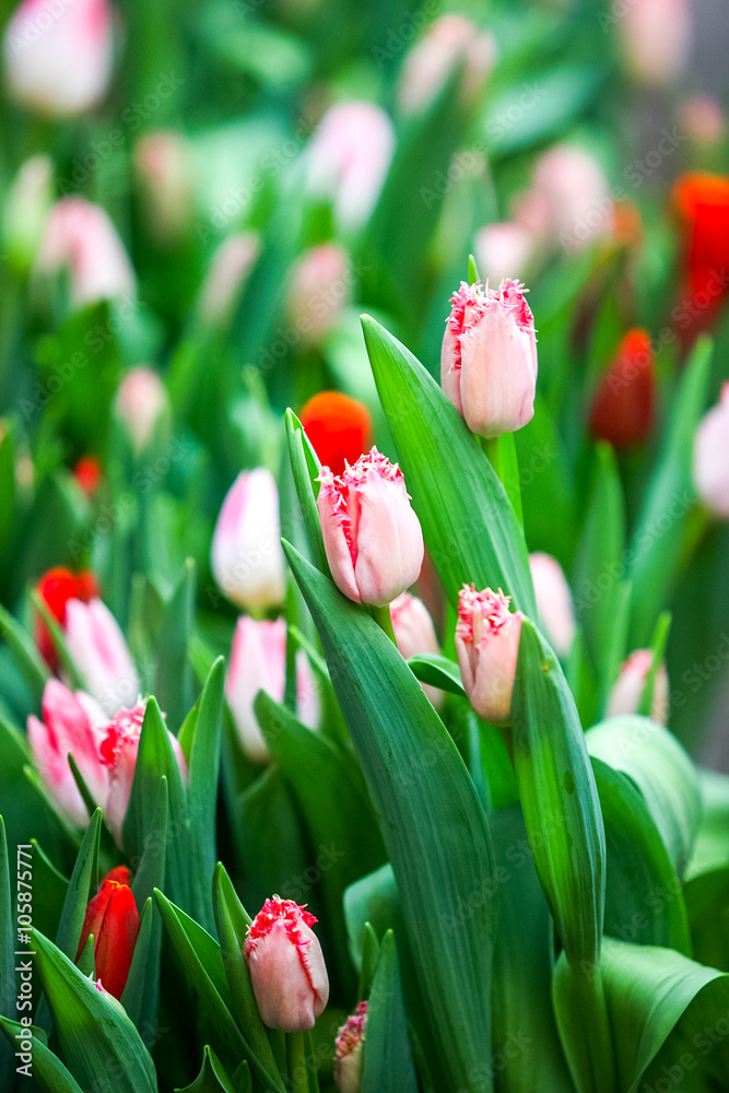 Tulips in a greenhouse.