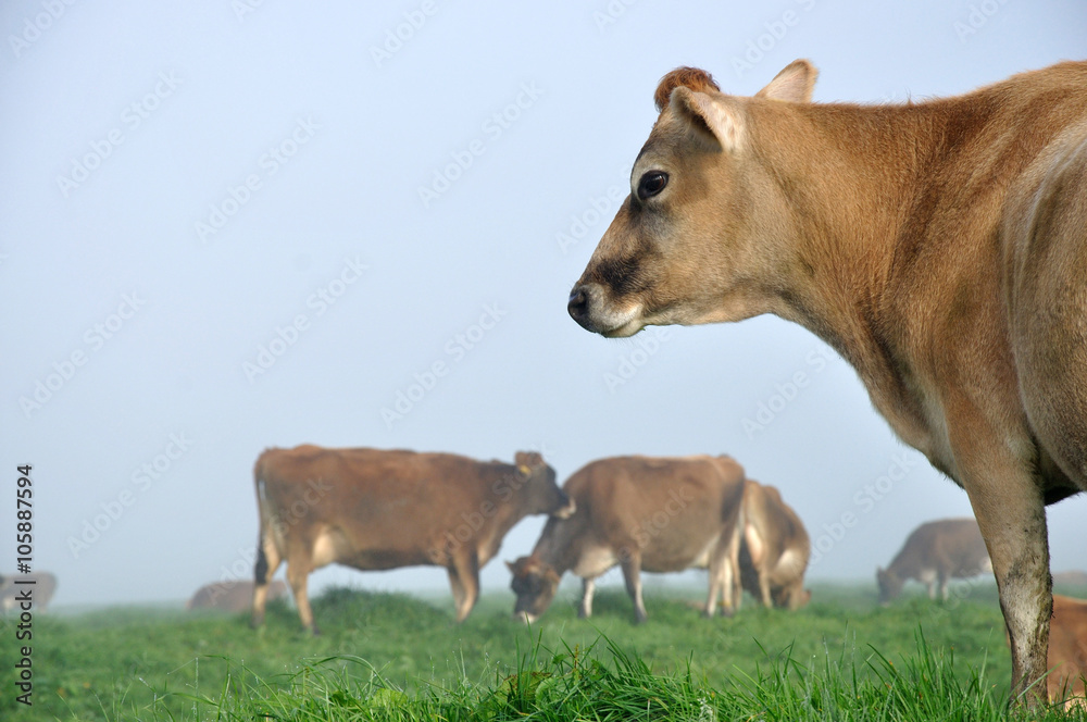 Jersey cow