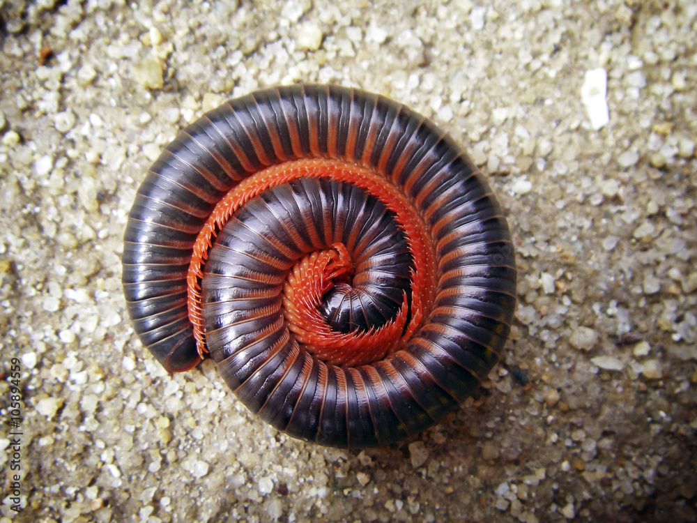 Millipede on sand