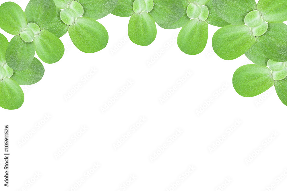 Green leaves frame isolated on white background.