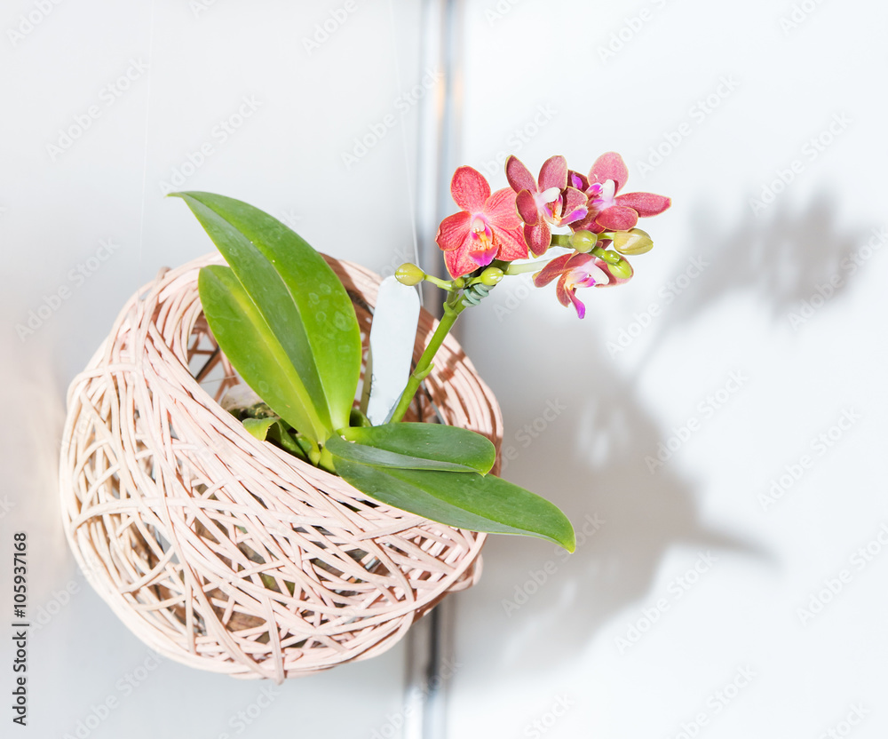 red orchid in wooden basket