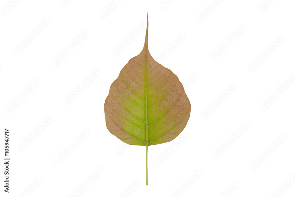  leaves isolated on white background.