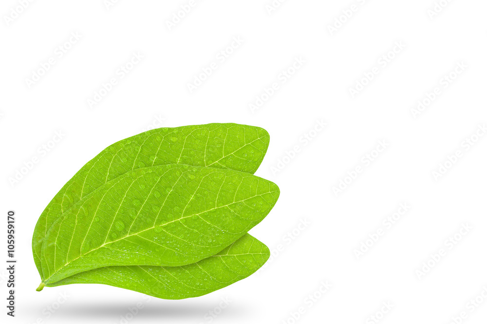 Water drop on fresh green leaf isolated on white background.