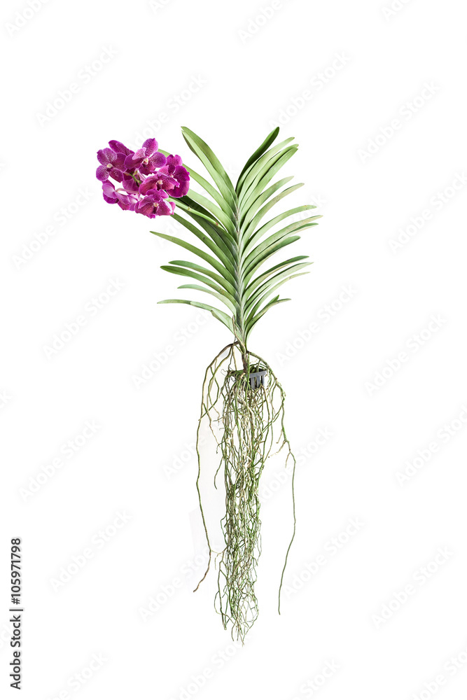  Purple branch orchid flowers with green leaves  on white backgr