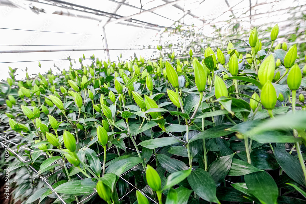 Industrial cultivation of flowers tulips in big greenhouse