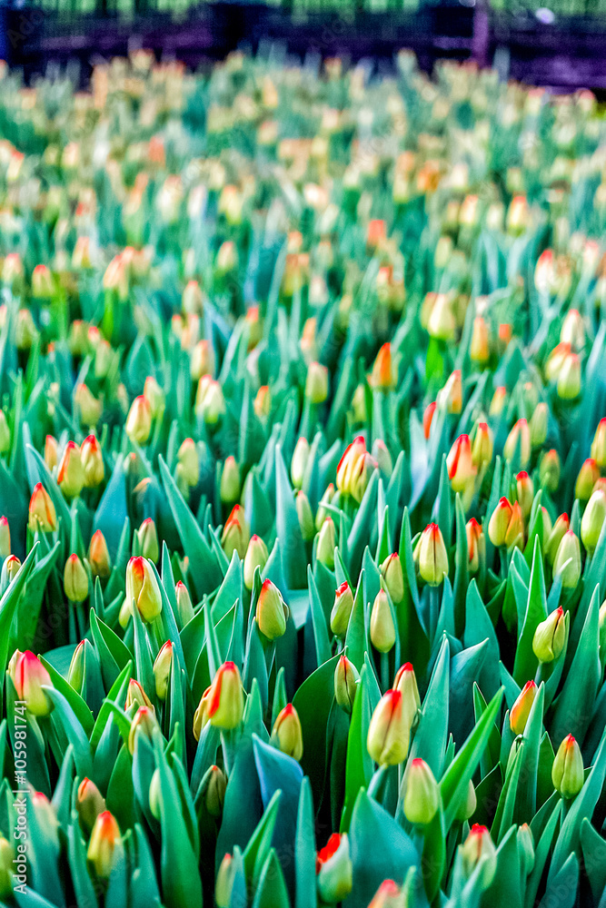 Industrial cultivation of flowers tulips in big greenhouse, vertical