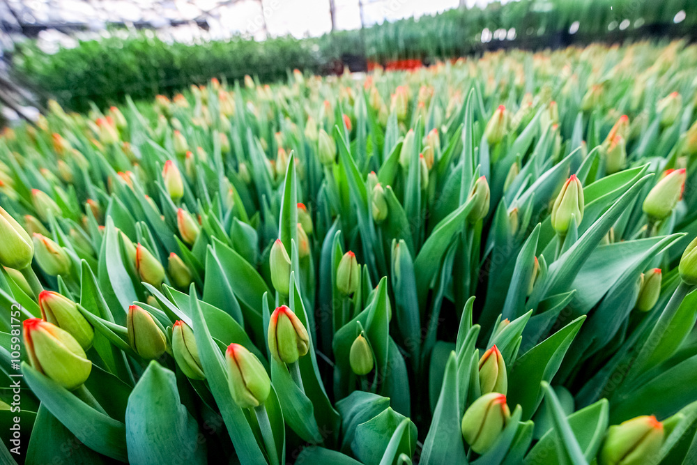 Industrial cultivation of flowers tulips in big greenhouse