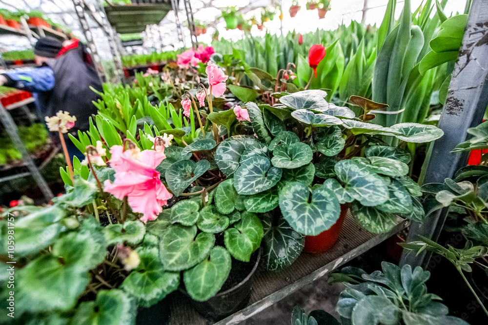 Beautiful flowers at greenhouse