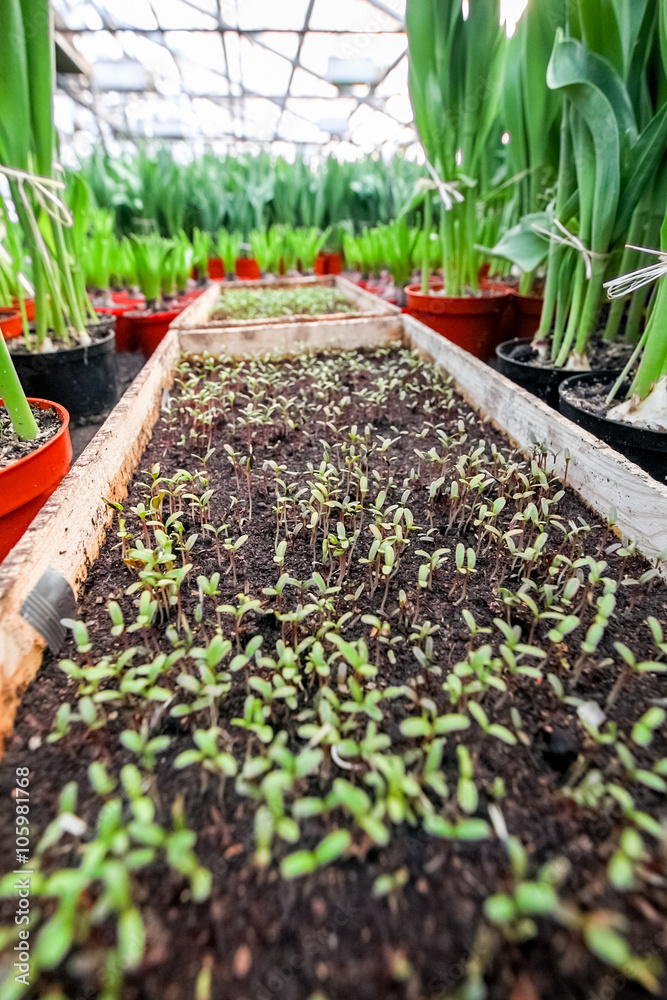 young spruce seedlings in wooden box