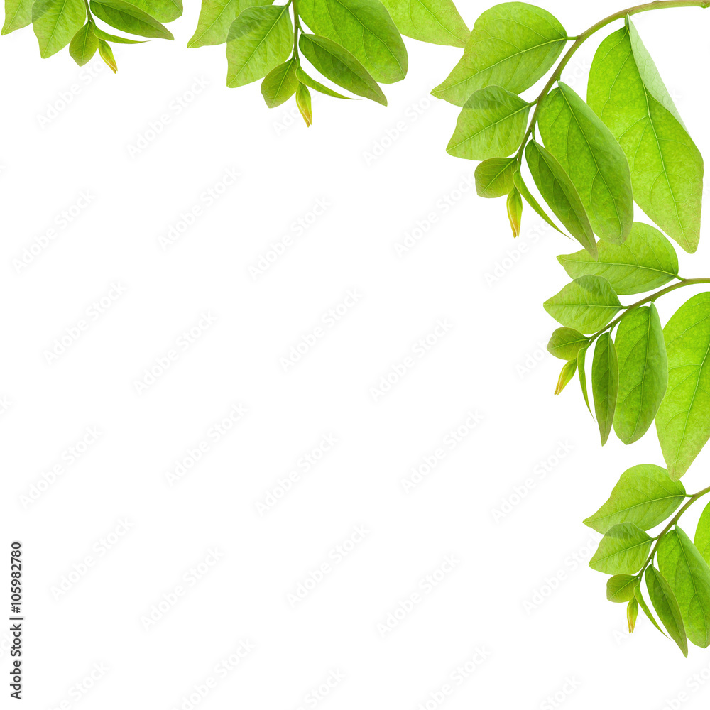 Green leaves isolated on white background.