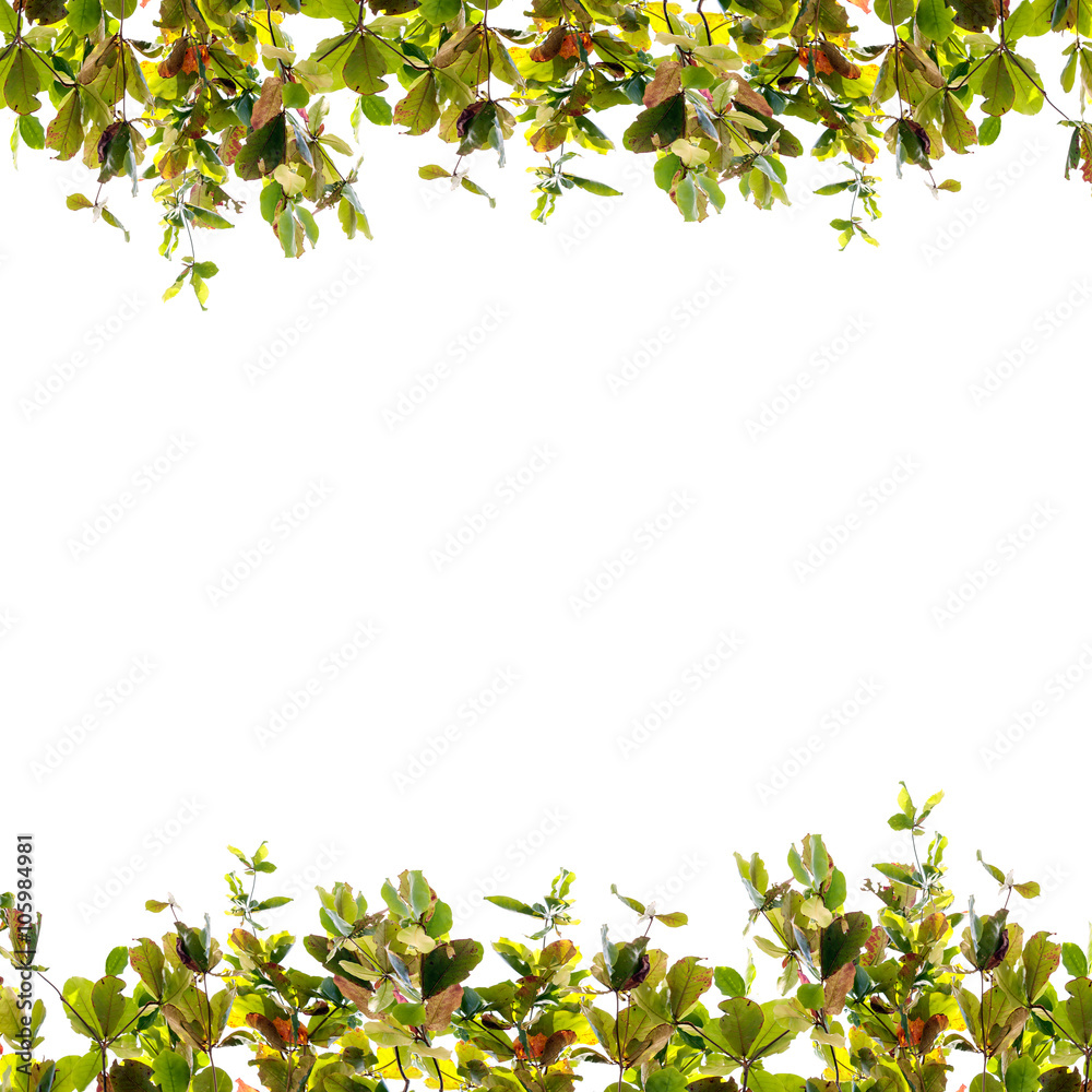  Green leaves frame isolated on white background .