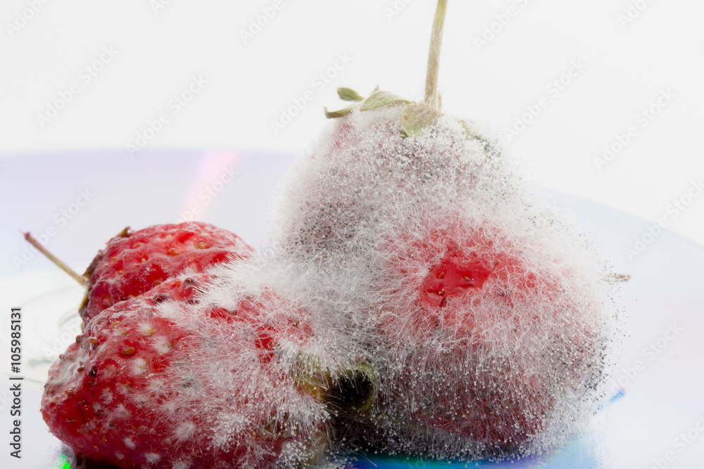 macro strawberry fungi