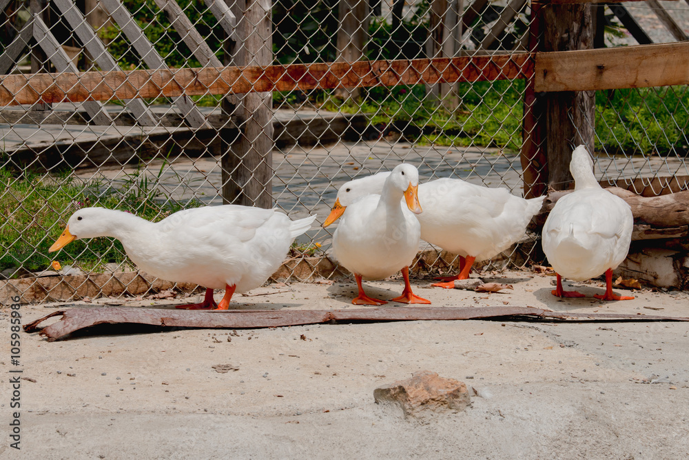 white duck in the Farm