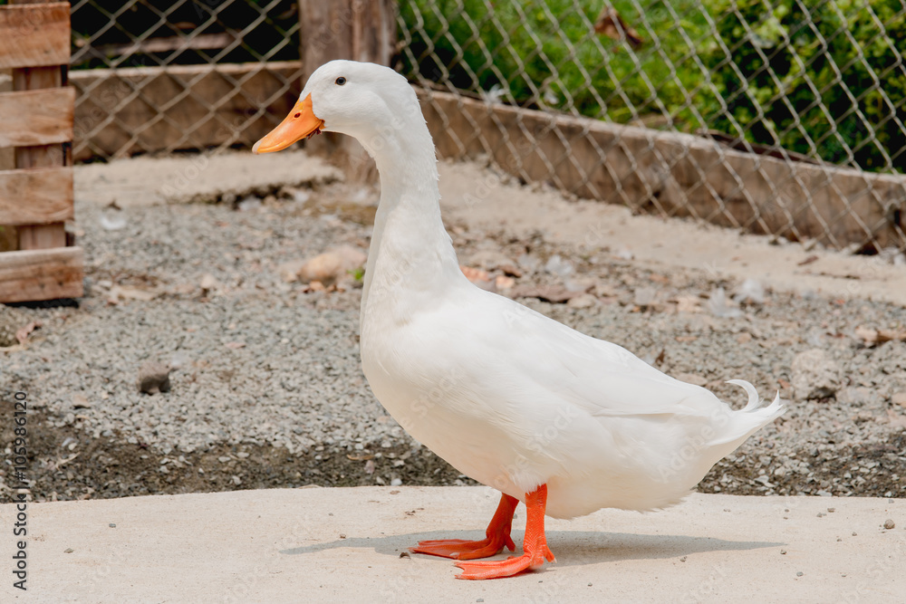 white duck in the Farm