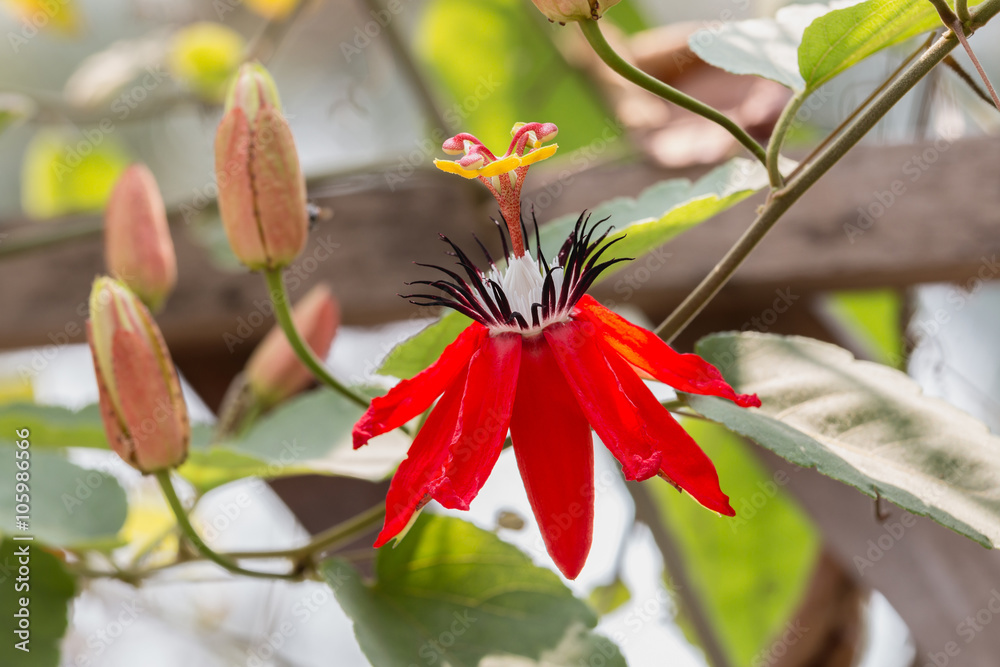 Red Passion Flower , Red Granadilla