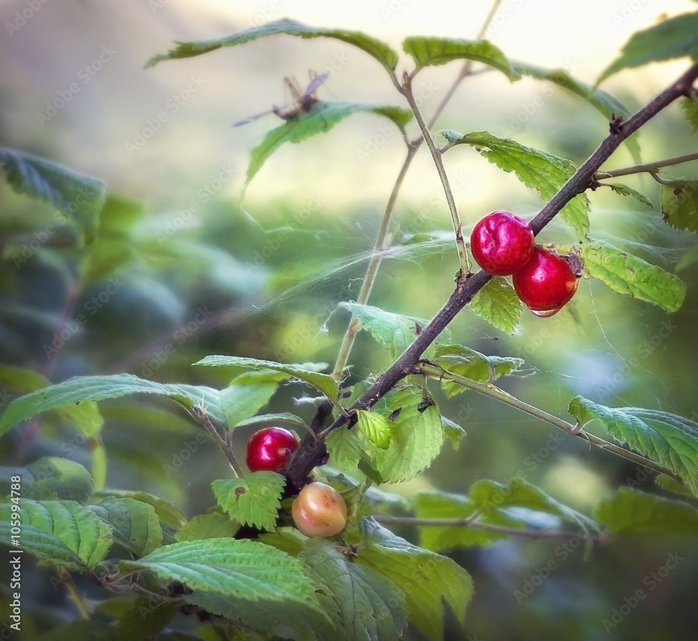 Chinese  cherries on a cherry tree