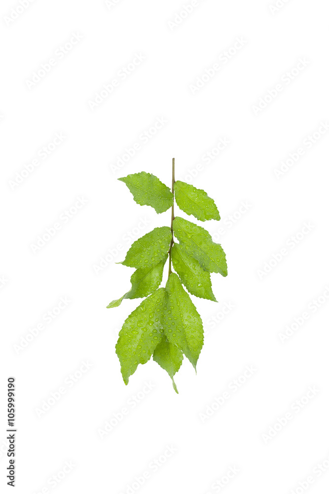 Green leaves with water drop isolated on white background.