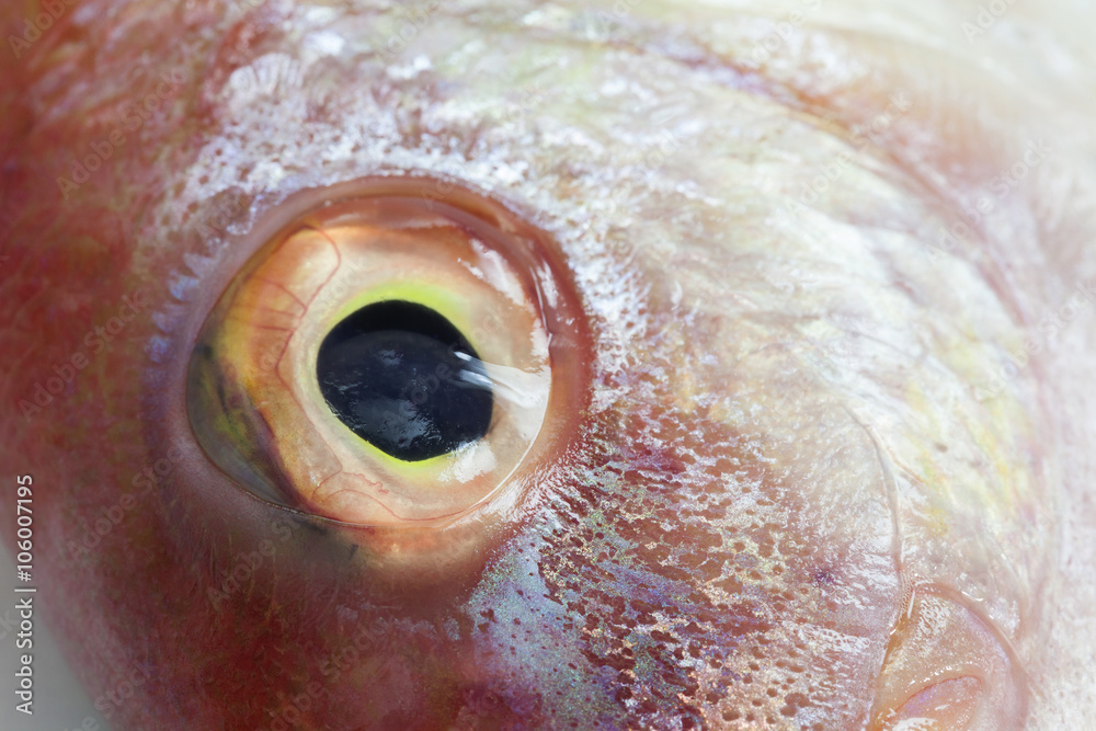 Fish eye ,close up, (Ornate Threadfin Bream).