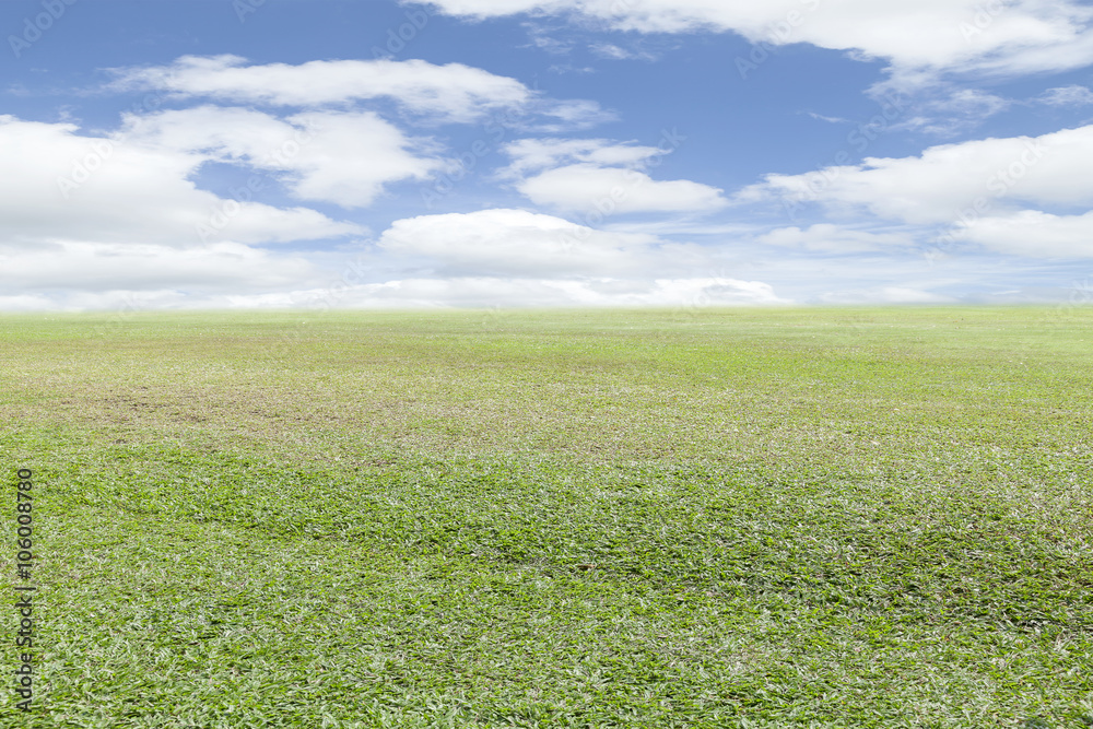 Field grass in the morning with blue sky background.