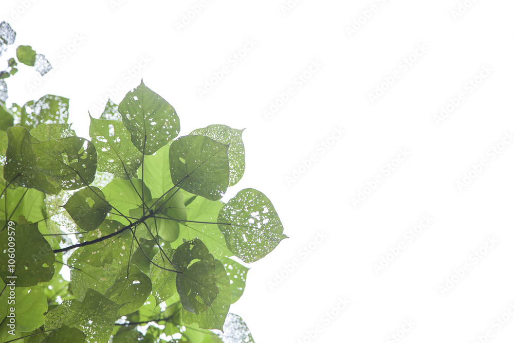 Green leaves on white background,soft focus background