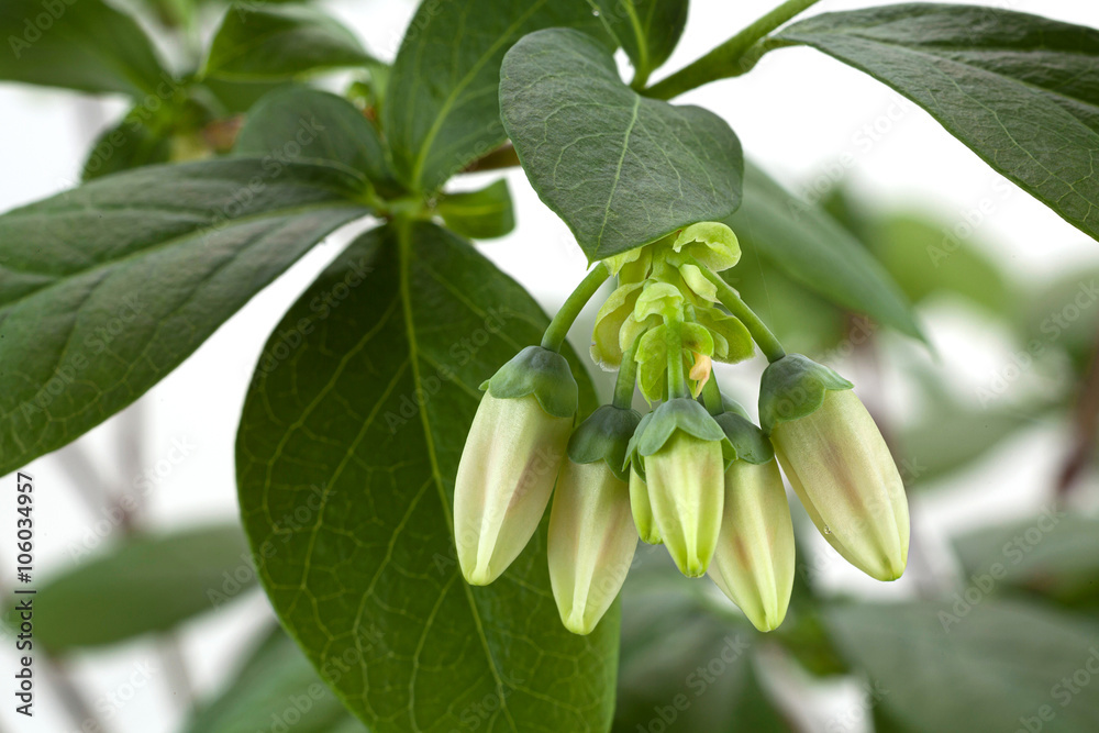 Blueberry fruit blooming