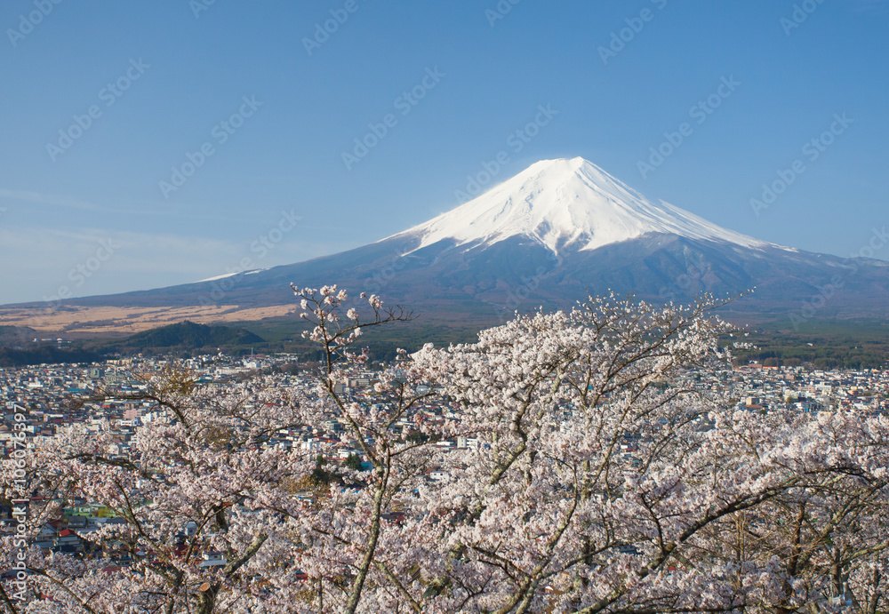 Mountain Fuji and cherry blossom sakura in spring season