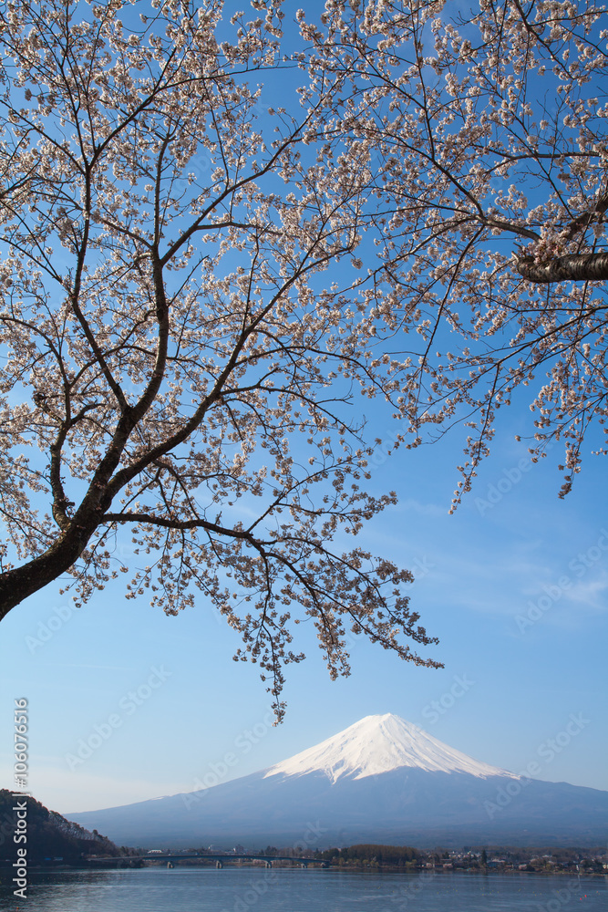 樱花樱花和富士山在河湖