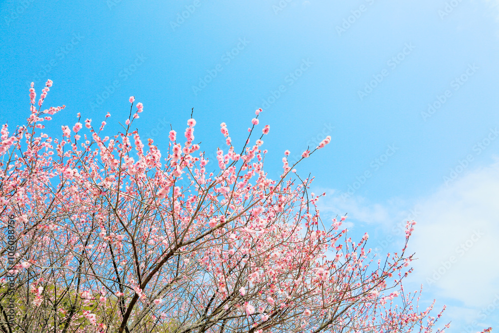 桃の花と青空