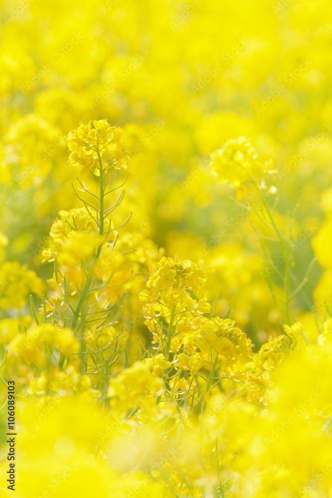 葉の花