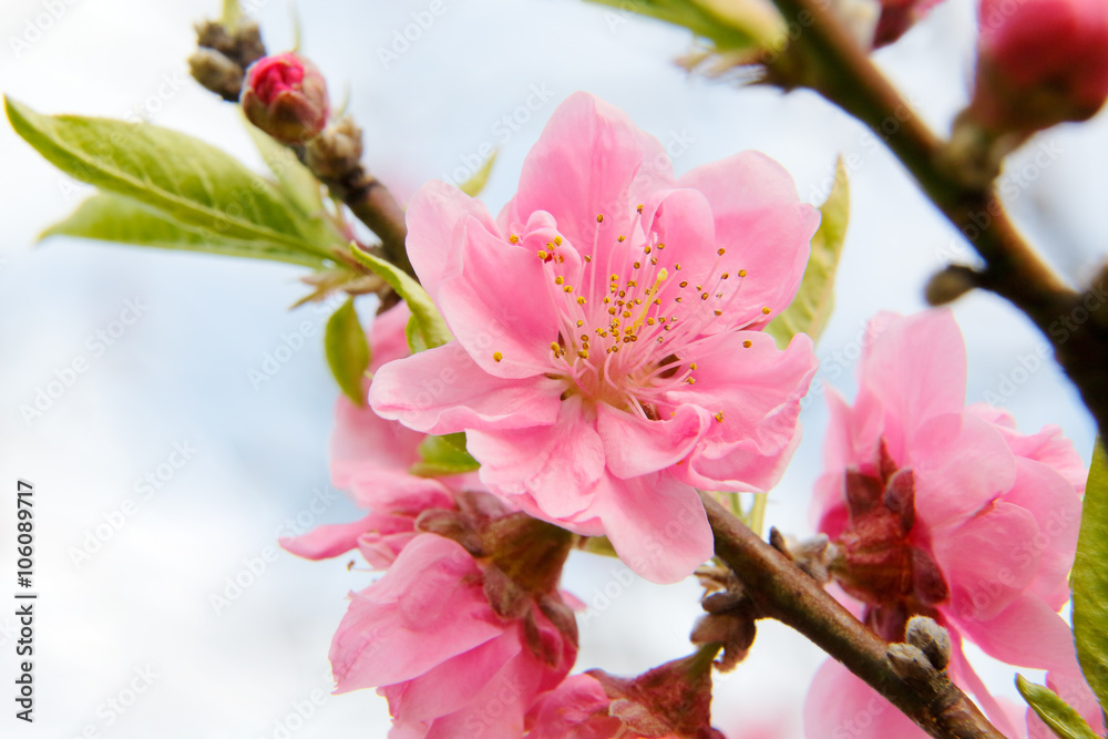 青空と桃の花