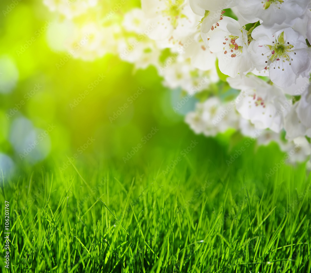 Spring blossom and grass