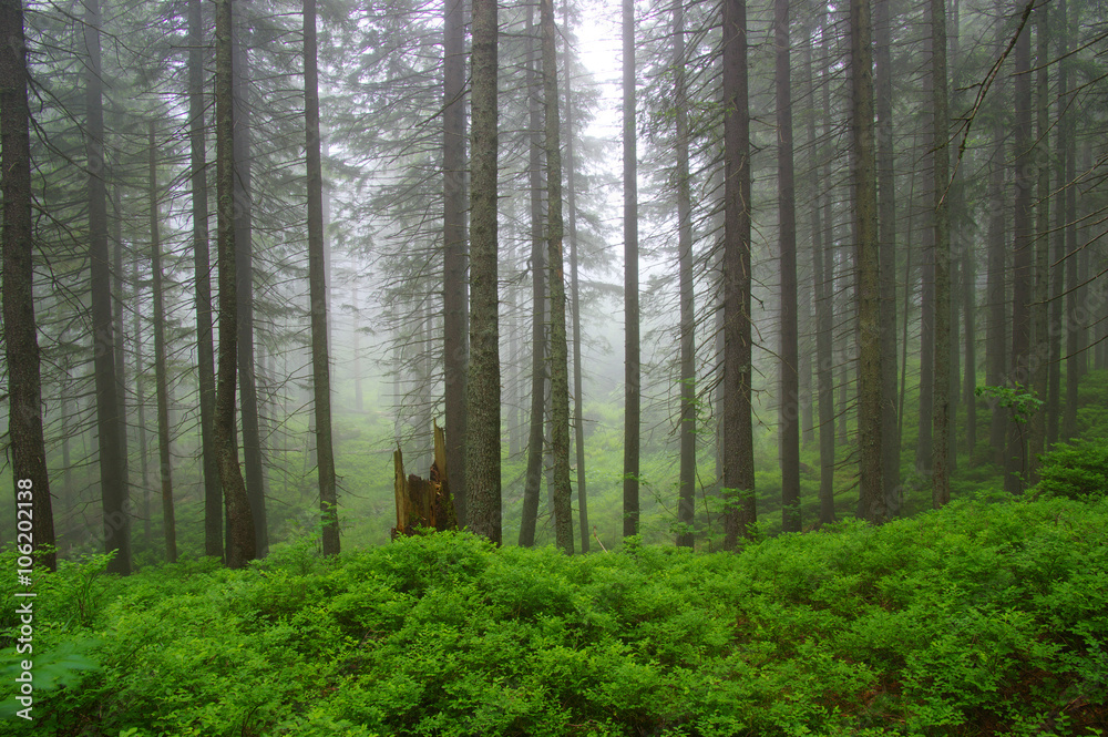 Trees in forest