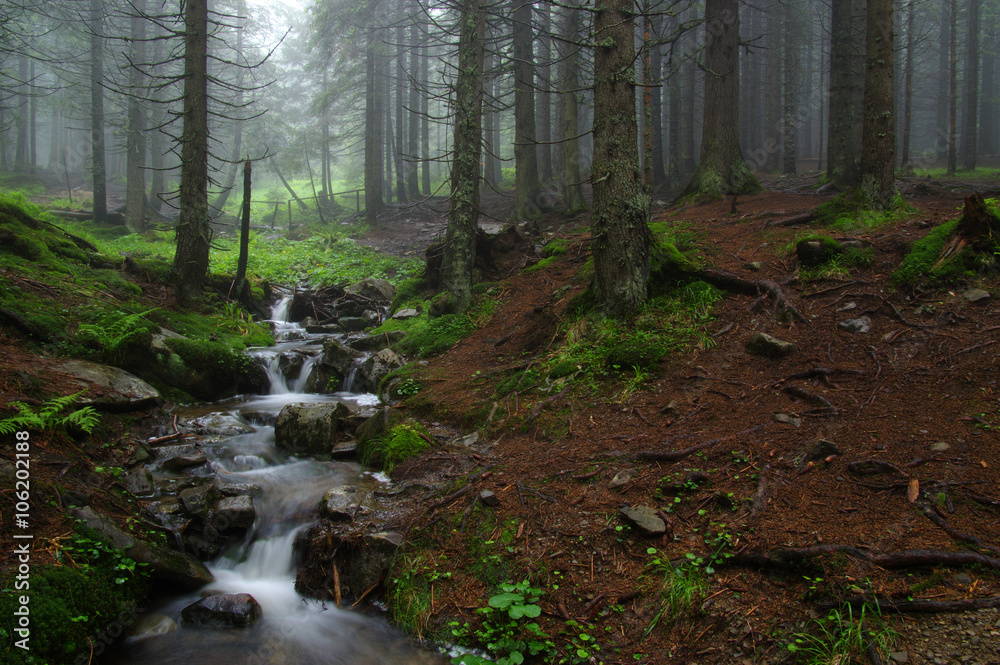 Creek in the woods