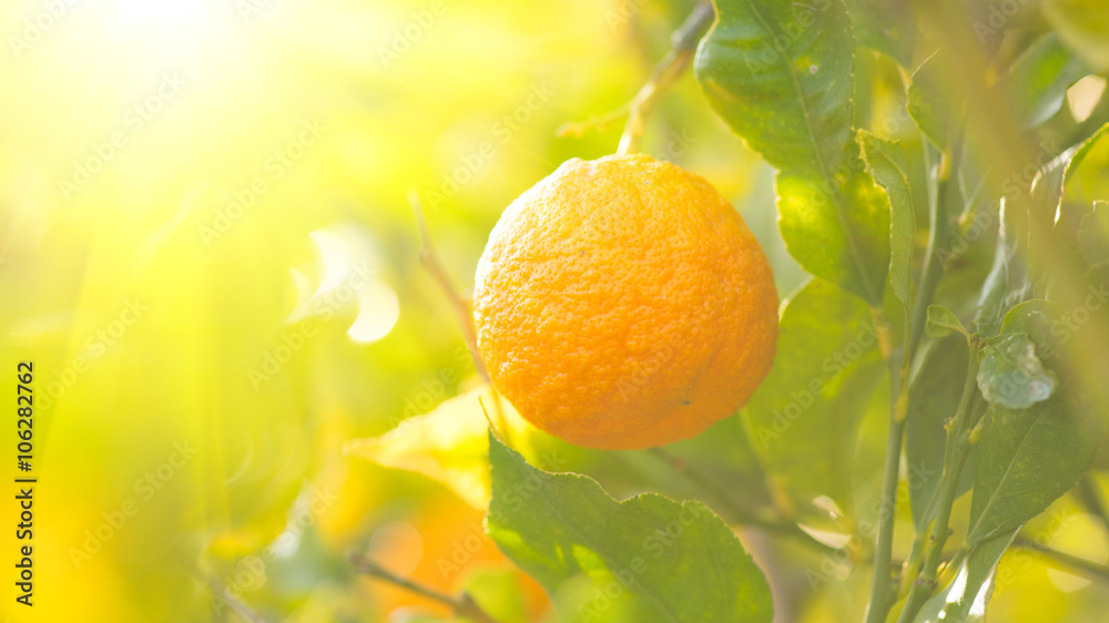 Ripe orange hanging on a tree