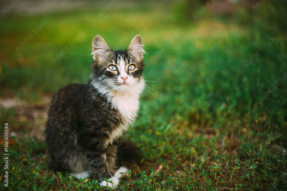 小可爱有趣的灰猫小猫在草地上玩耍。夏天