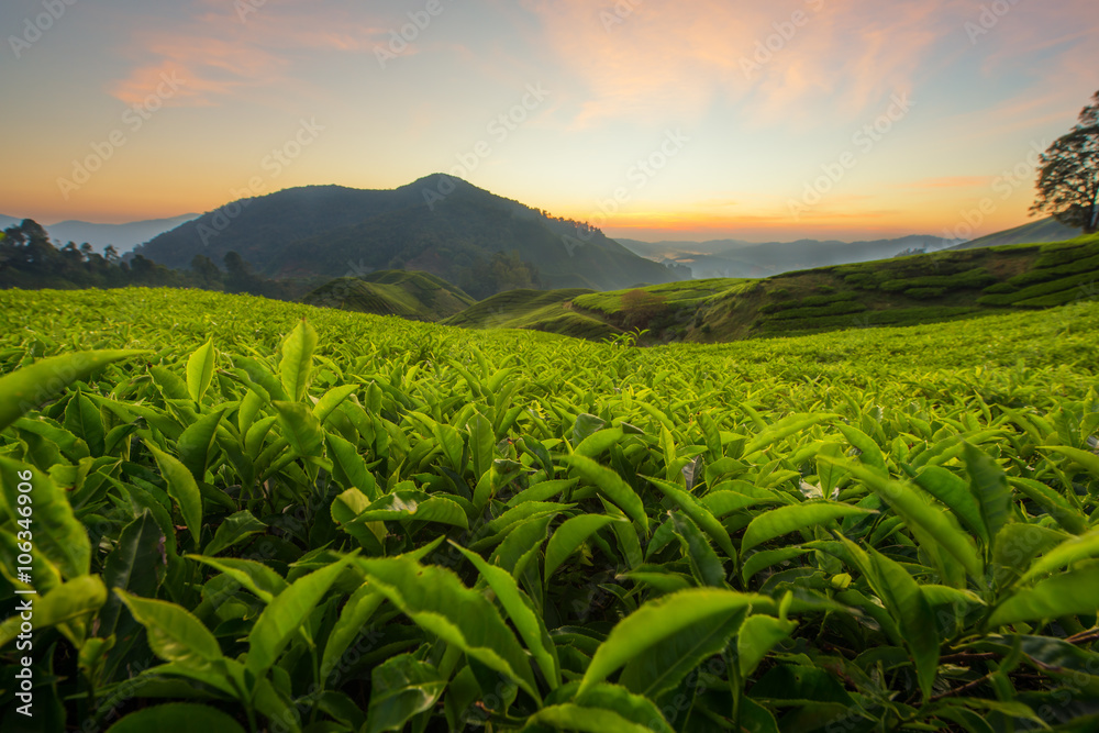 Tea plantation in Cameron highlands, Malaysia