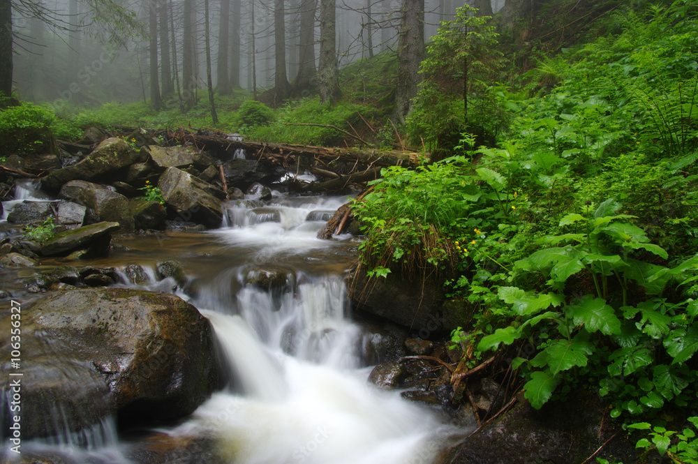 Creek in the woods